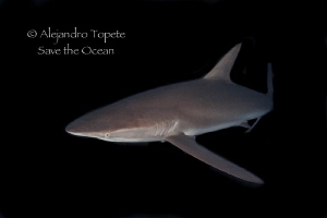 Silky Shark at nigth, Isla Socorro México by Alejandro Topete 